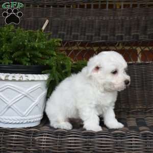 Pierre, Bichon Frise Puppy